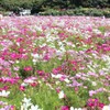 秋桜