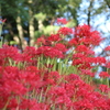 彼岸花　その１