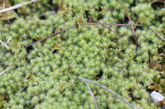 苔の森　２