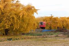 銀杏の中の電車