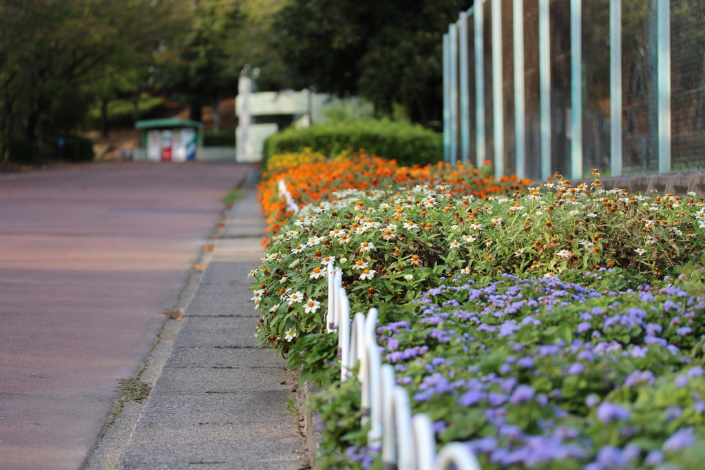 公園の花壇