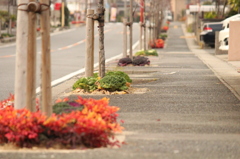 冬支度した歩道