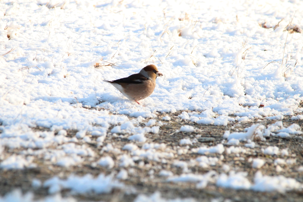 雪と鳥－シメ１