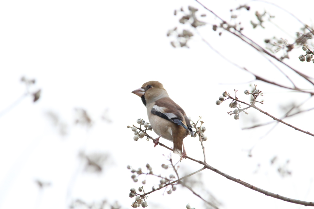 鳥撮りはシ(゛)メ
