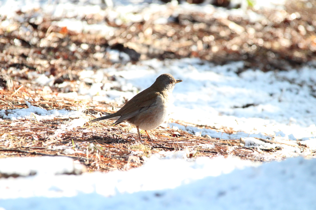 雪と鳥－シロハラ１