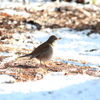 雪と鳥－シロハラ１