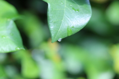 雨上り