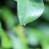雨上り