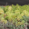 小さな森