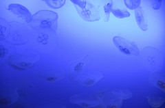 新江ノ島水族館の海月