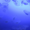 新江ノ島水族館の海月