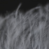 feather