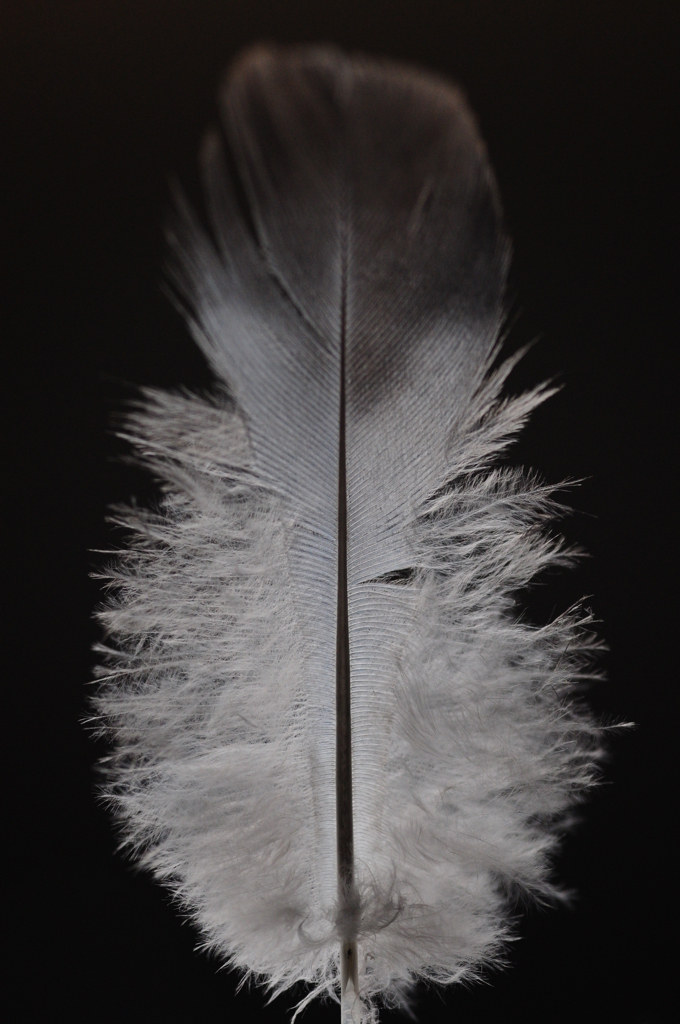 feather