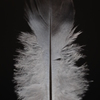 feather