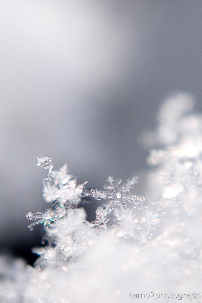 雪の結晶