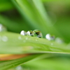 雫