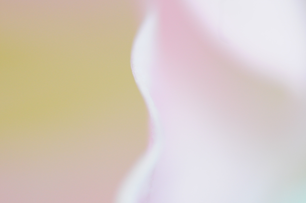 pink　veil