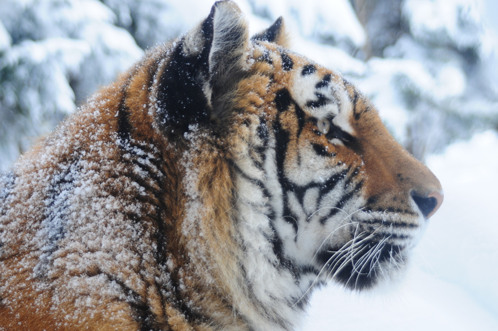 旭山動物園にて…