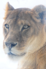 旭山動物園にて…