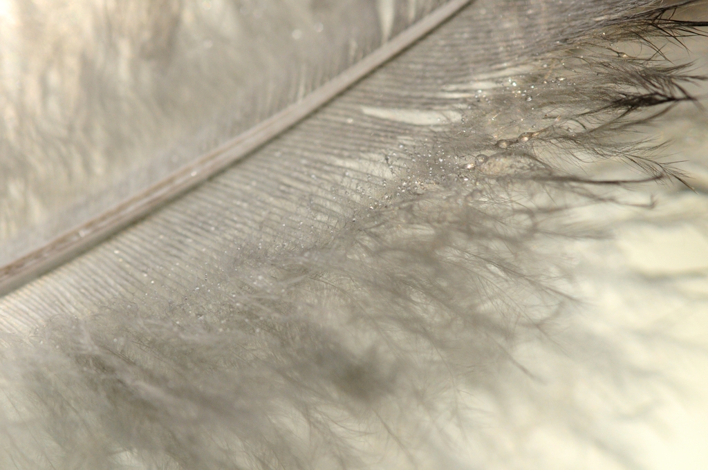 feather