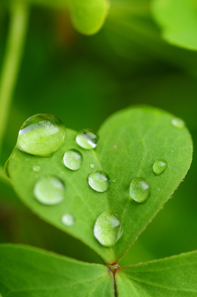 a drop of water