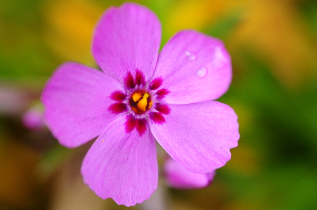 季節外れの芝桜