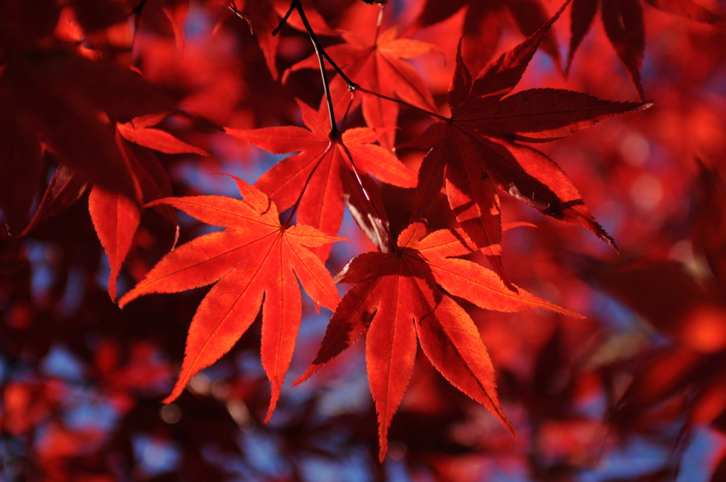 紅葉
