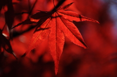 deep red leaves
