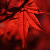 deep red leaves