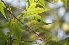 緑もみじ