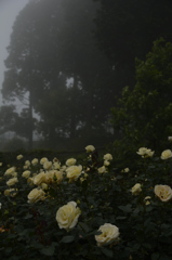 roses in gloomy forest