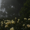 roses in gloomy forest