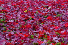 苔紅葉