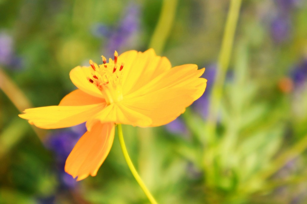 公園の花