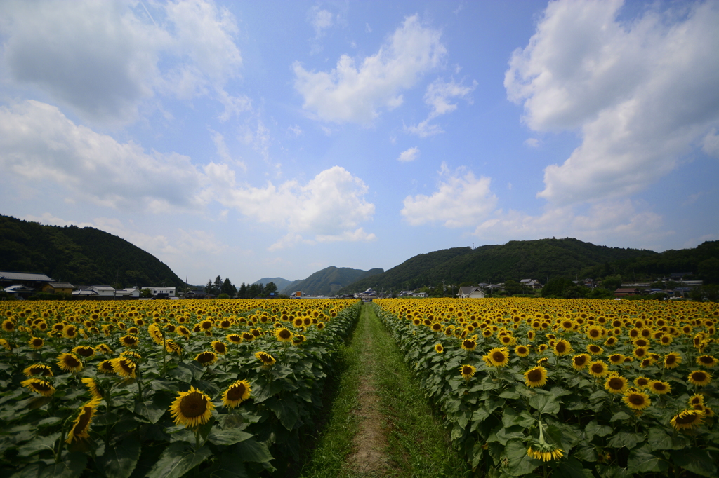 sky road
