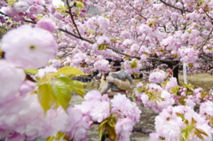 桜花爛漫