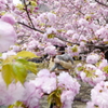 桜花爛漫