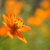 花畑