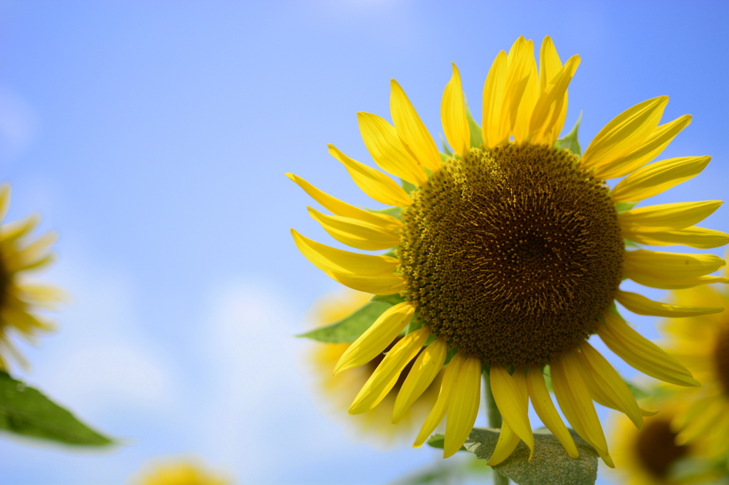 sun flower