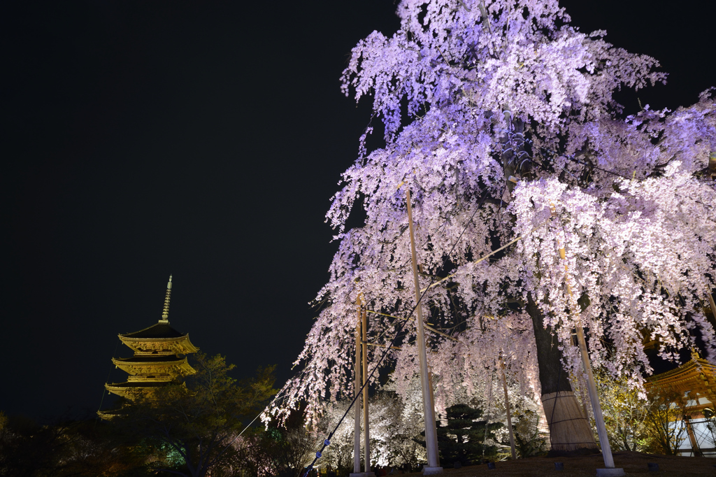 不二桜