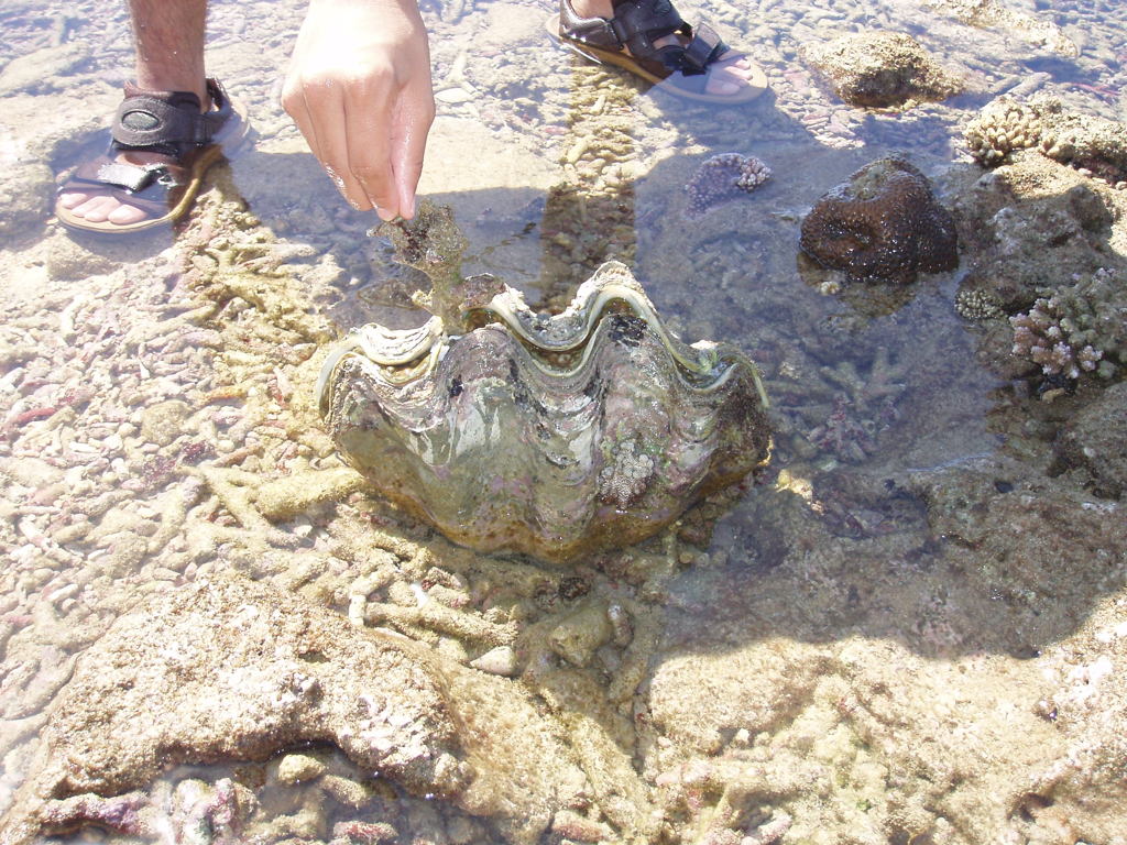 シャコ！食え！