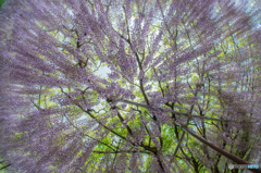 wisteria umbrella