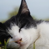 海猫