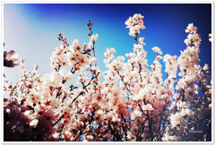 青桜 