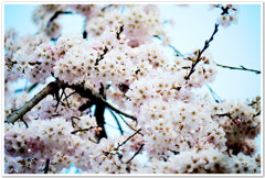 春桜