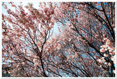 初桜