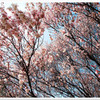 初桜