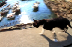 パトロール。　尾道の猫たち　#007