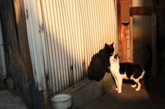 仲良し。　尾道の猫たち　#008