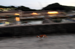 急げ！　尾道の猫たち　#009
